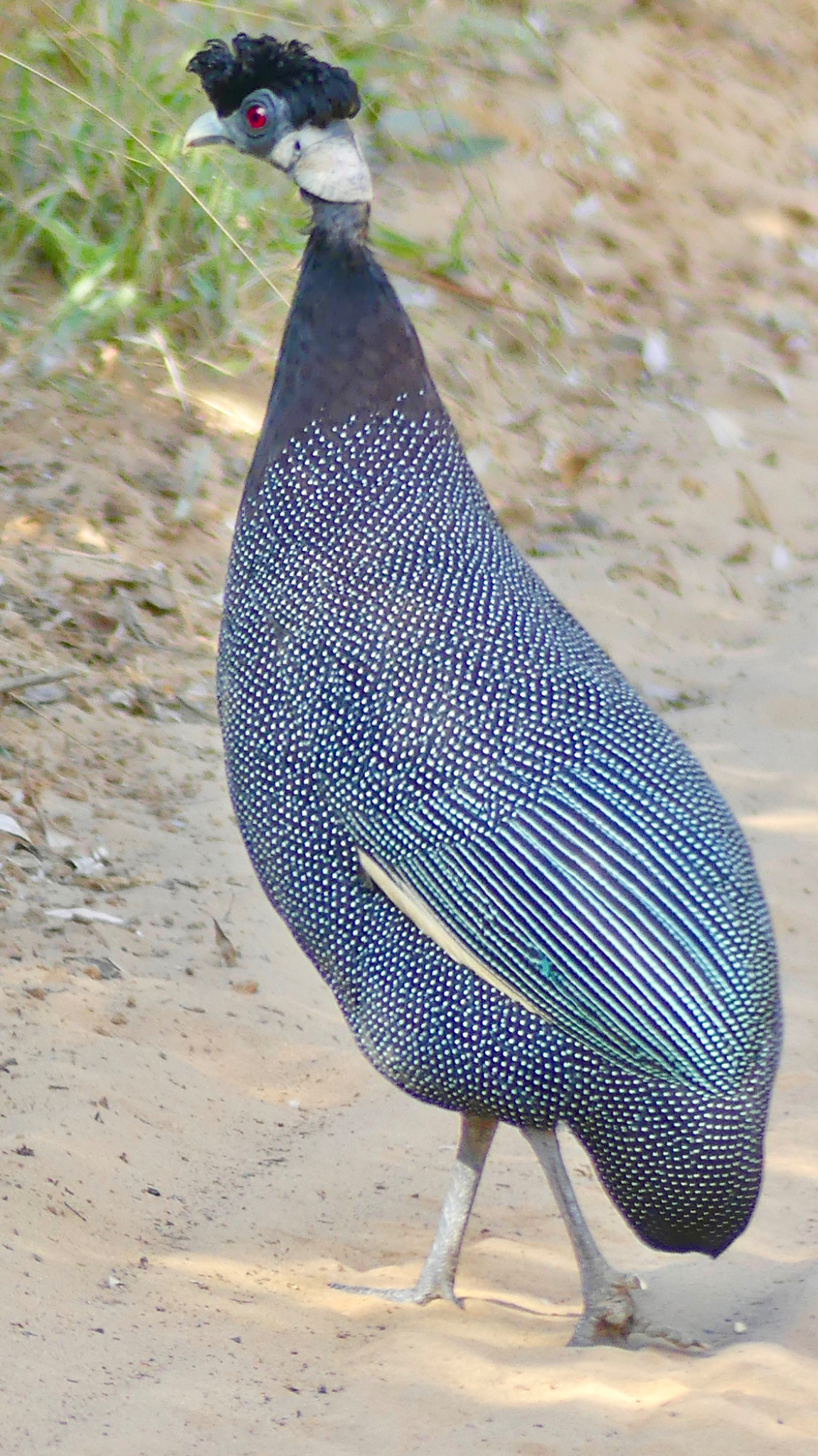 Crested Guinea Fowl